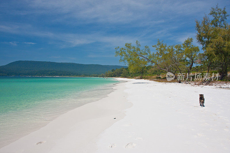 狗在柬埔寨美丽的海滩Koh Rong